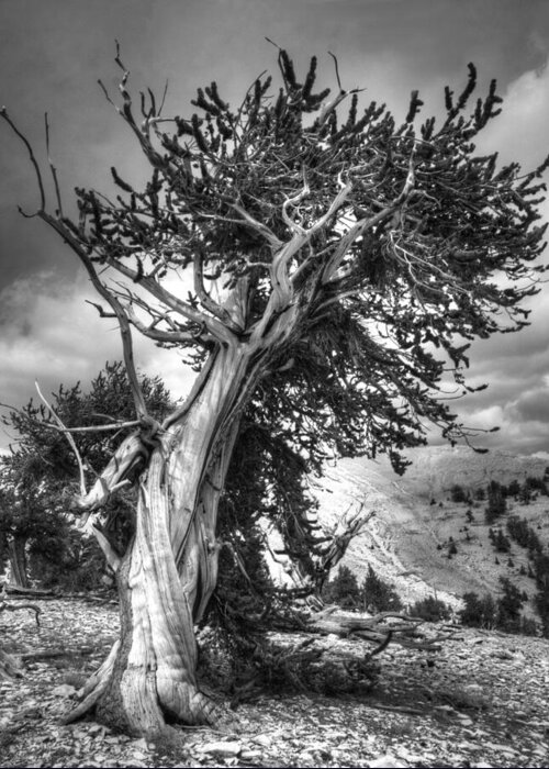 Bristlecone Pine Greeting Card featuring the photograph Bristlecone Patriarch by Joe Schofield