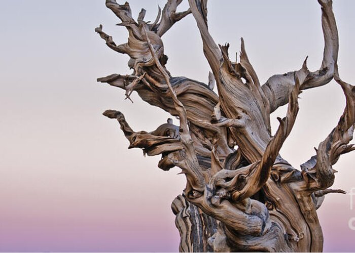 Bristlecone Pine Greeting Card featuring the photograph Bristlecone Pine - Early Morning - 1 by Olivier Steiner