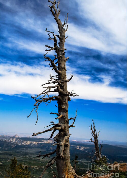 Bristlecone Pines Greeting Card featuring the photograph Bristlecone Pine by Robert Bales