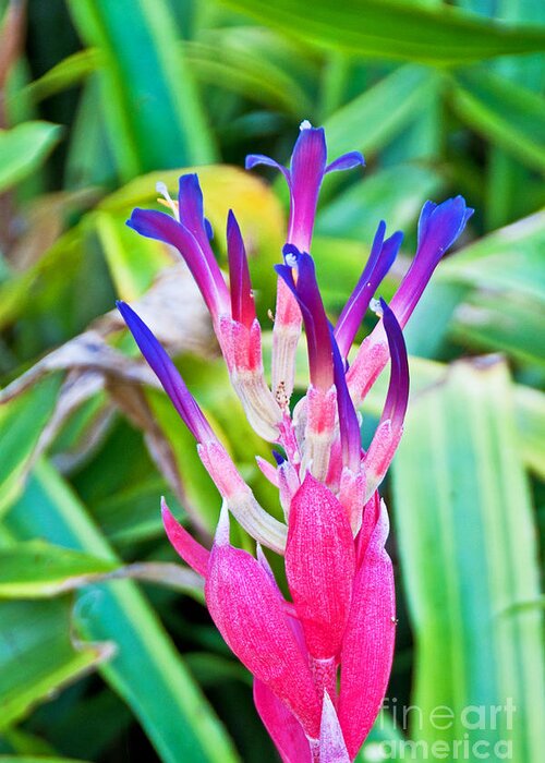 Bromeliad Greeting Card featuring the photograph Bromeliad by Bob and Nancy Kendrick