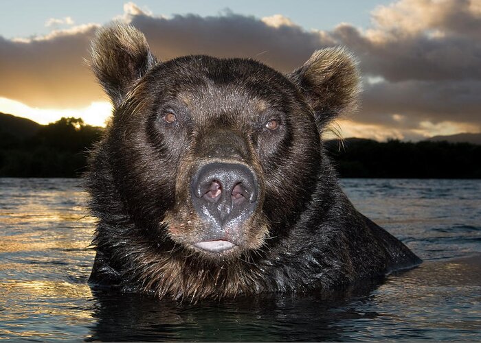 Mp Greeting Card featuring the photograph Brown Bear Ursus Arctos In River by Sergey Gorshkov
