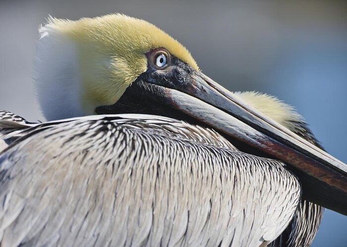 3scape Photos Greeting Card featuring the photograph Brown Pelican by Adam Romanowicz