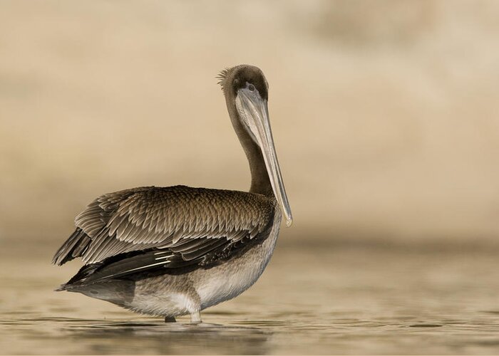 00429750 Greeting Card featuring the photograph Brown Pelican Juvenile Standing by Sebastian Kennerknecht