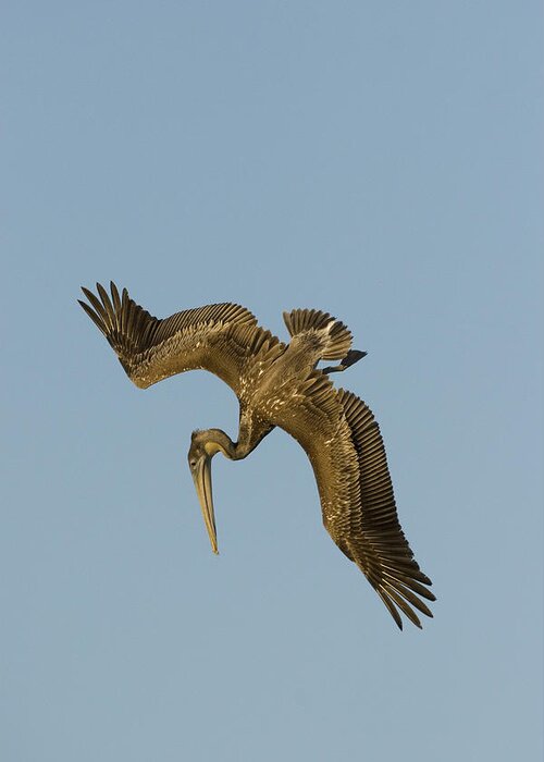 00429757 Greeting Card featuring the photograph Brown Pelican Juvenile Starting A Dive by Sebastian Kennerknecht