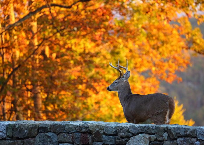 Metro Greeting Card featuring the photograph Buck in the Fall 05 by Metro DC Photography