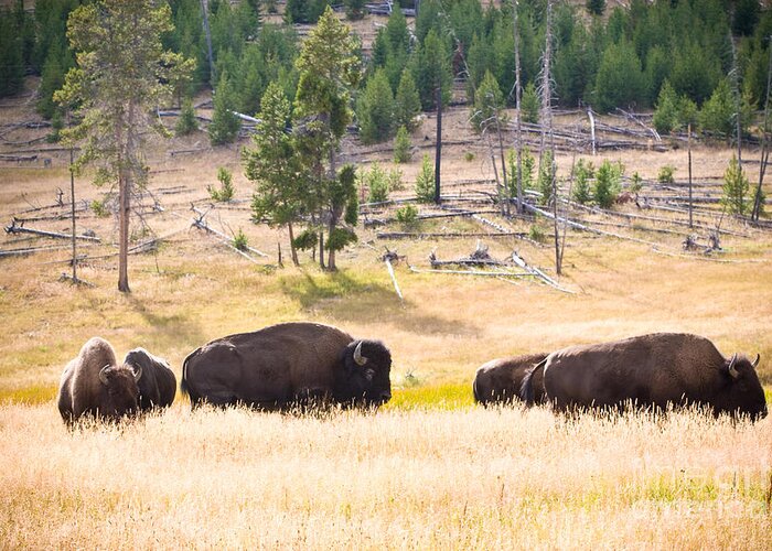 Buffalo Greeting Card featuring the photograph Buffalo in Golden Grass by Cindy Singleton