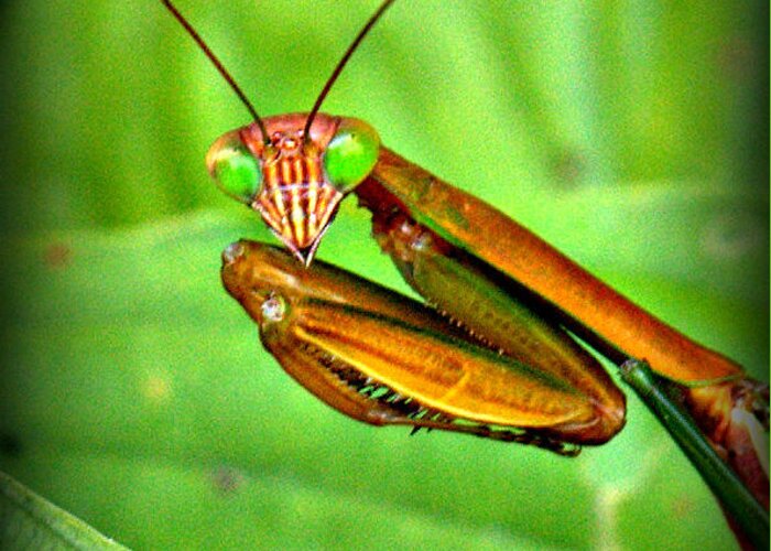 Praying Mantis Greeting Card featuring the photograph Bug Eyed by Bruce Carpenter