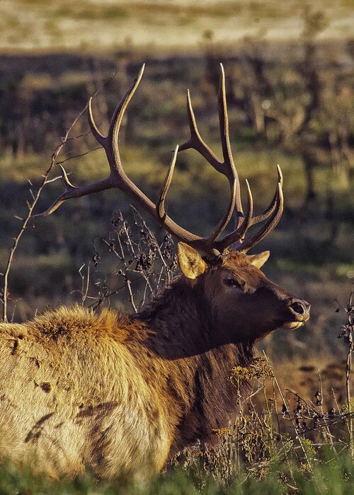 Bull Elk Greeting Card featuring the photograph Bull Elk Up Close by Michael Dougherty