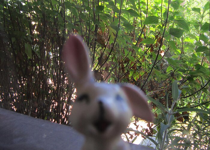 Bunny Greeting Card featuring the photograph Bunny of Joy by Steve Fields