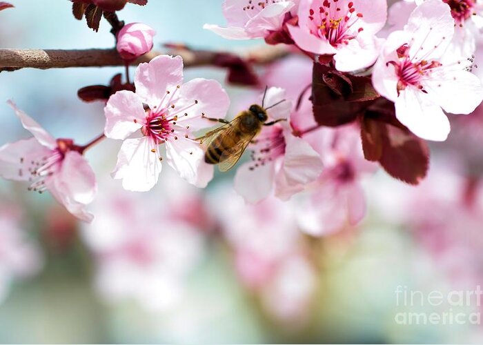 Spring Greeting Card featuring the photograph Busy Buzzing around these Beautiful Blooms... by Lisa Argyropoulos