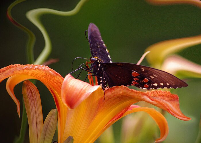 Nspirational Greeting Card featuring the photograph Butterflies Are Free... by Arthur Miller
