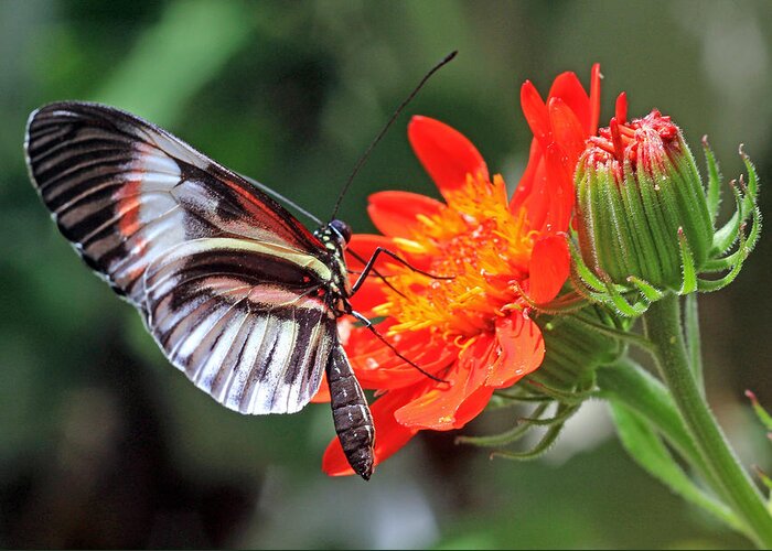 Butterfly Greeting Card featuring the photograph Butterfly - orange by Larry Nieland