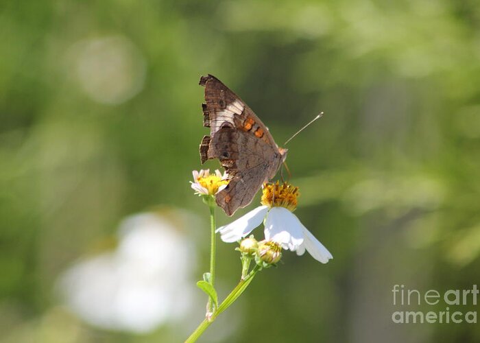 Butterfly Greeting Card featuring the photograph Butterfly 3 by Michelle Powell