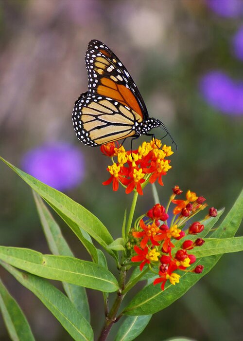 Nature Greeting Card featuring the photograph Butterfly Closeup by Joe Myeress