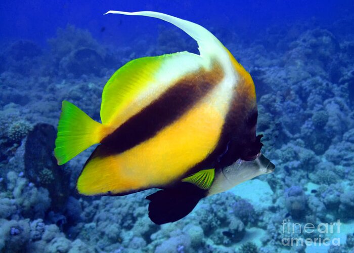 Acuminatus Greeting Card featuring the photograph Butterfly Fish by MotHaiBaPhoto Prints