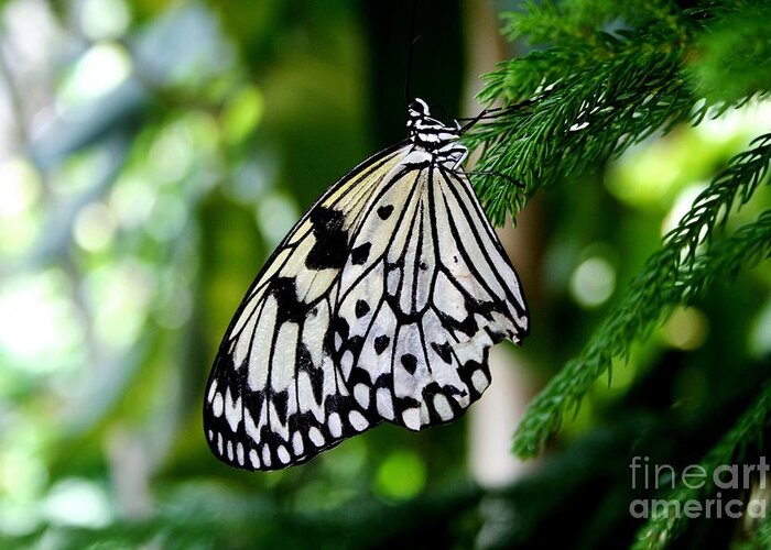 Butterfly Greeting Card featuring the photograph Butterfly II by Ellen Heaverlo