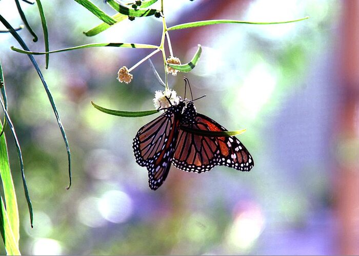 Butterfly Greeting Card featuring the photograph Butterfly Meet-up by Tam Ryan