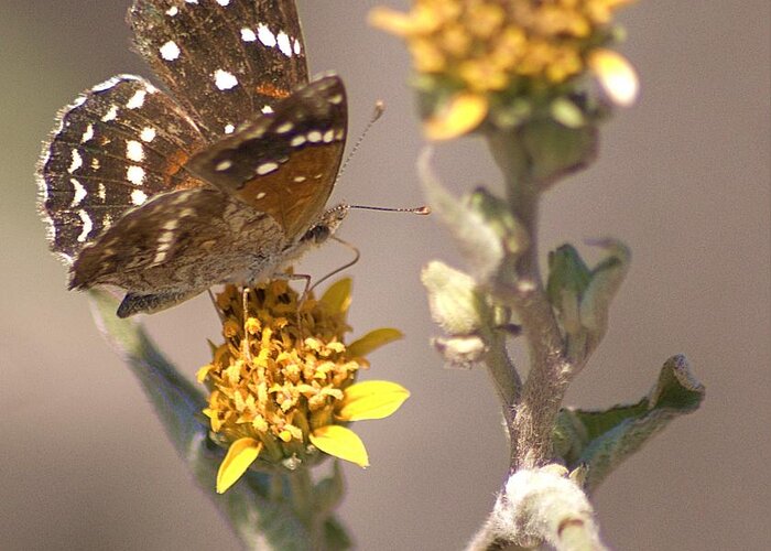 Butterfly Greeting Card featuring the digital art Butterfly On Marigold 1 by John Kolenberg