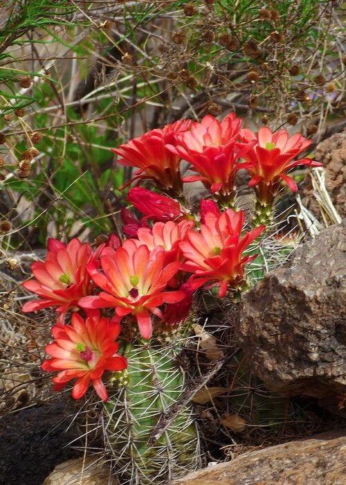 Cactus Greeting Card featuring the photograph Cactus With Coral Flowers by Megan Ford-Miller