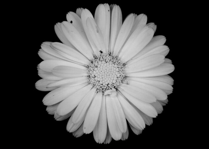 Calendula Greeting Card featuring the photograph Calendula flower - Black and white by Laura Melis