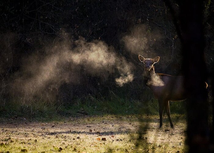 Elk Greeting Card featuring the photograph Calf Elk with Steaming Breath at Lost Valley by Michael Dougherty