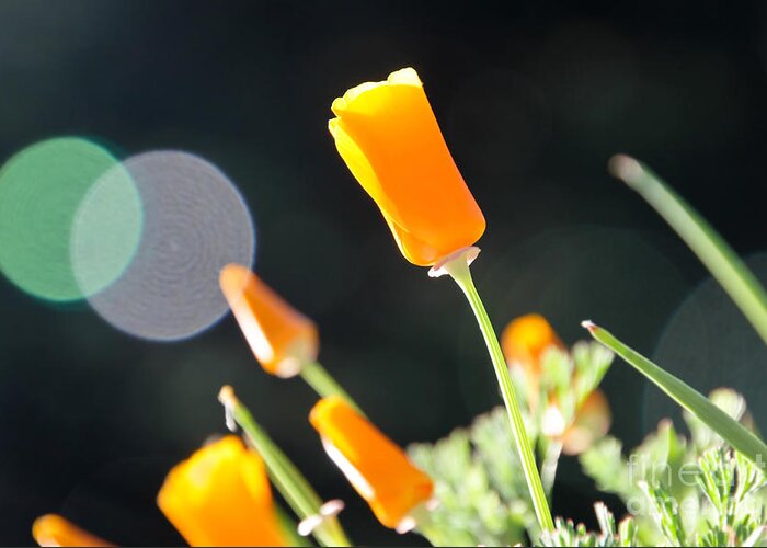 Poppy Greeting Card featuring the photograph California Poppies in The Sun by Paul Topp