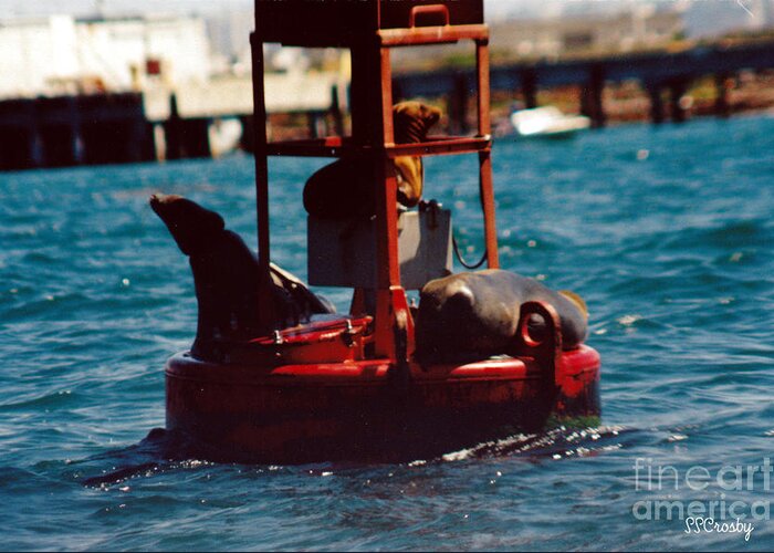 California Seals On Buoy 10 Resting Greeting Card featuring the photograph California Seals on Buoy 10 Resting by Susan Stevens Crosby