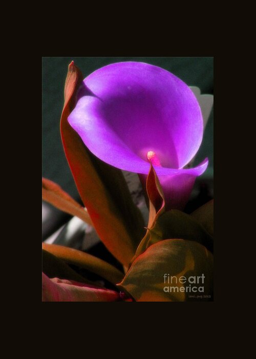 Calla Lily Greeting Card featuring the photograph Calle Color by Lani Richmond Elvenia