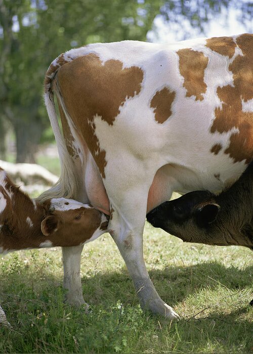 Bos Taurus Greeting Card featuring the photograph Calves Suckling On Their Mother by Bjorn Svensson