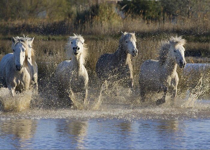 Mp Greeting Card featuring the photograph Camargue Horse Equus Caballus Group by Konrad Wothe