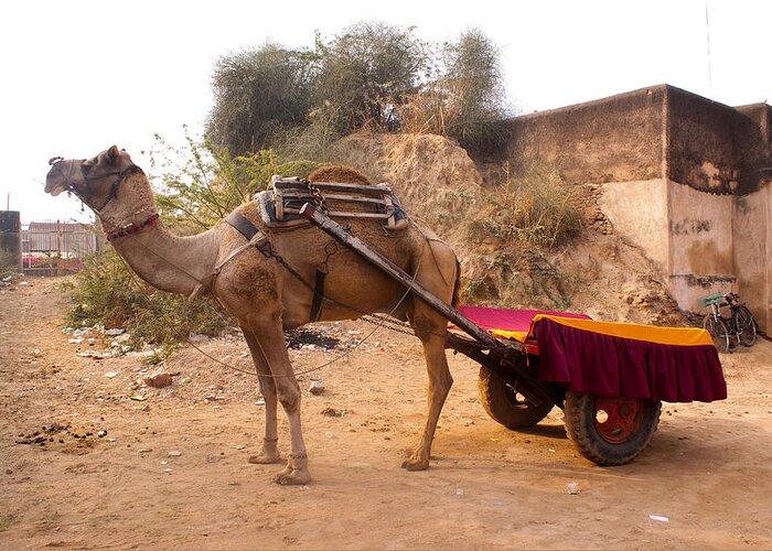 Ship Of The Desert Greeting Card featuring the photograph Camel yoked to a decorated cart meant for carrying passengers in India by Ashish Agarwal
