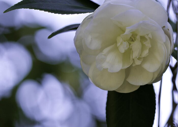 Camellia Greeting Card featuring the photograph Camellia eight by Ken Frischkorn