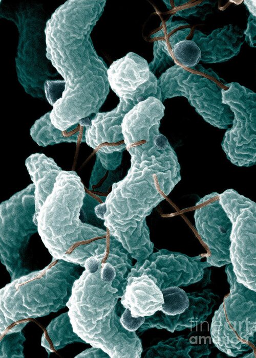 Campylobacter Bacteria Greeting Card featuring the photograph Campylobacter Bacteria by Science Source