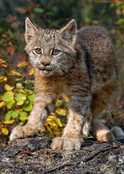 Canada Lynx Greeting Card featuring the photograph Canada Lynx Kitten 1 by Wade Aiken