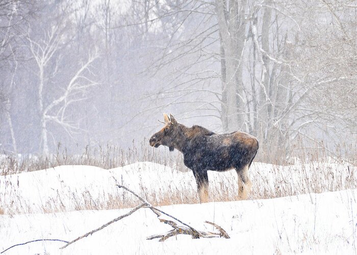 Moose Greeting Card featuring the photograph Canadian Winter by Cheryl Baxter