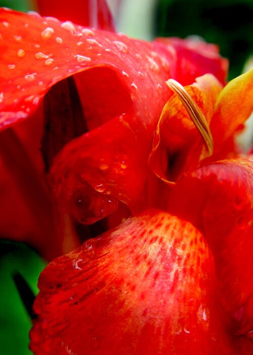 Canna Greeting Card featuring the photograph Canna Lily by Tammy McKinley