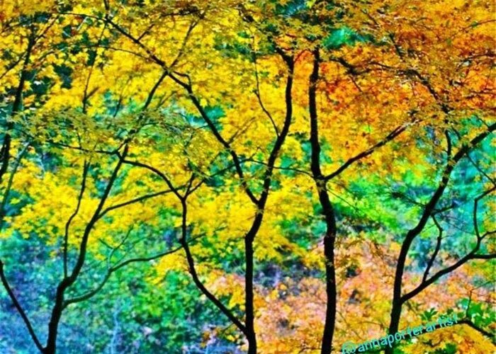 Fall Color Greeting Card featuring the photograph Canopy of Life by Anna Porter