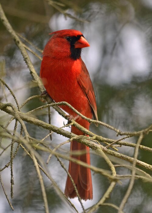 Cardinal Greeting Card featuring the photograph Cardinal in Spruce by Ann Bridges