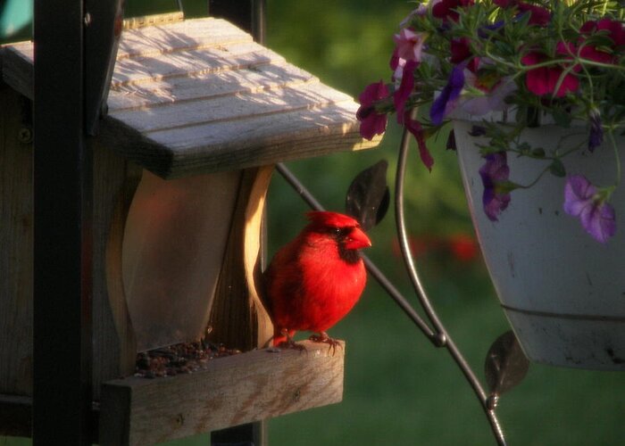 Red Bird Greeting Card featuring the photograph Cardinal by Judy Via-Wolff