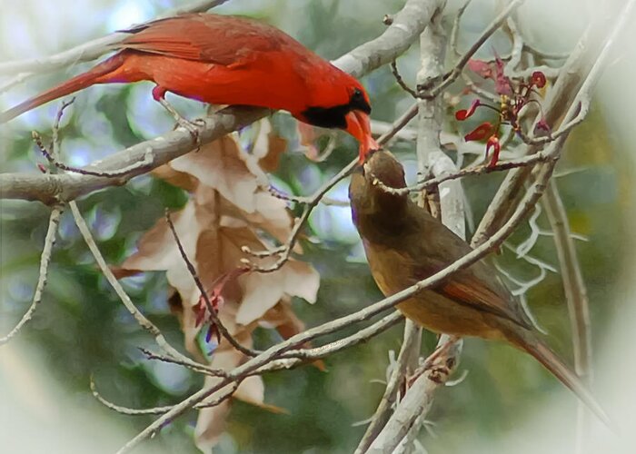 Cardinals Greeting Card featuring the photograph Cardinal Kisses by DigiArt Diaries by Vicky B Fuller