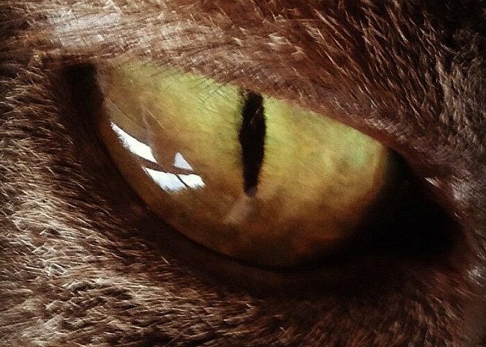 Ig Greeting Card featuring the photograph Cat Eye by Cameron Bentley