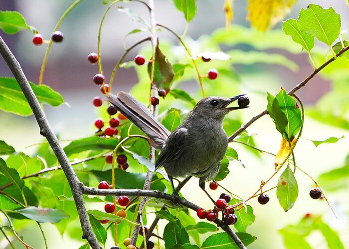 Image Of Catbird With Berry In Beak Greeting Card featuring the photograph Catbird with Berry III by Mary McAvoy