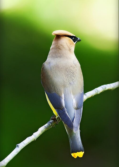 Natures Greeting Card featuring the photograph Cedar Wax Wing by Edward Kovalsky