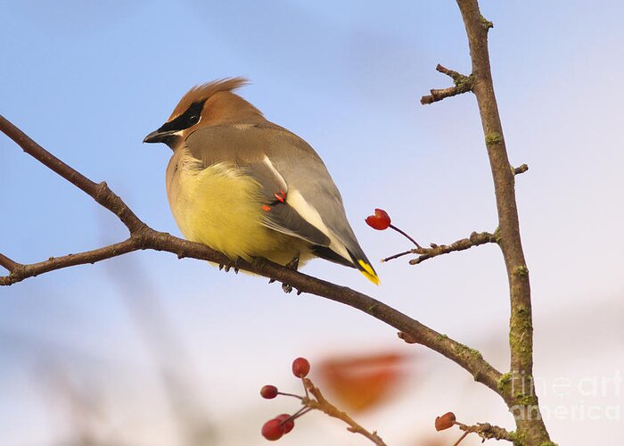 Cedar Waxwing Greeting Card featuring the photograph Cedar Waxwing by Sharon Talson