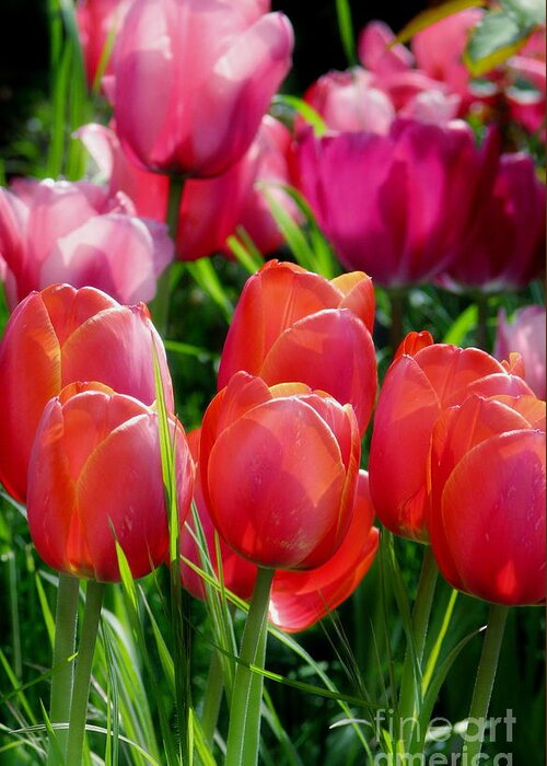 Tulips Greeting Card featuring the photograph Celebration by Rory Siegel