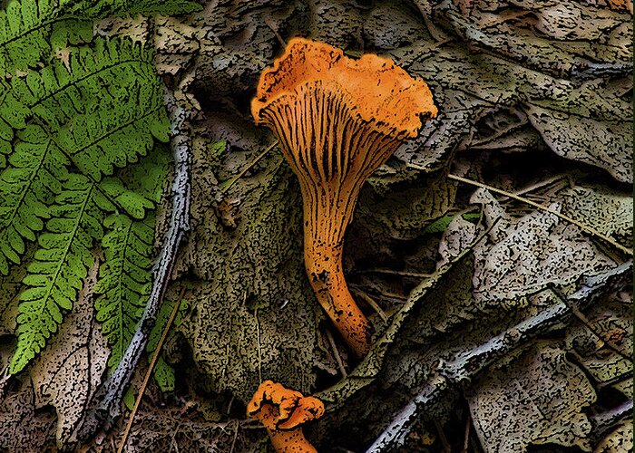 Nature Greeting Card featuring the photograph Chanterelle by Michael Friedman