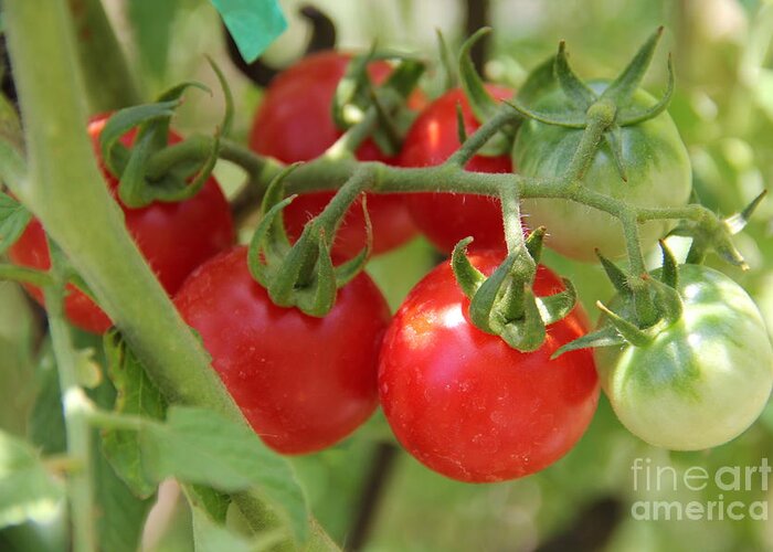 Cherry Tomatoes Greeting Card featuring the photograph Cheery Tomatoes by Sandra Presley
