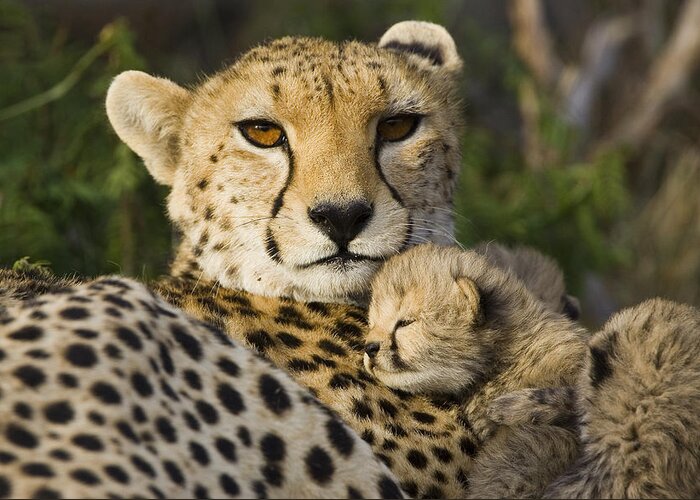 00761512 Greeting Card featuring the photograph Cheetah Mother And Cub #1 by Suzi Eszterhas