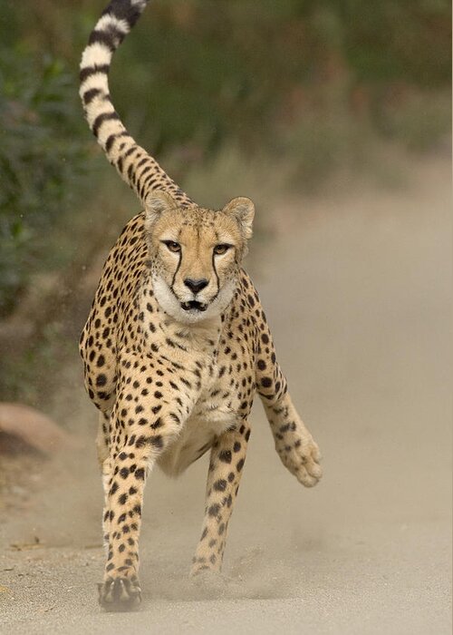Mp Greeting Card featuring the photograph Cheetah Acinonyx Jubatus In Mid-stride by San Diego Zoo