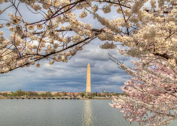 Metro Greeting Card featuring the photograph Cherry Blossoms Washington DC 4 by Metro DC Photography